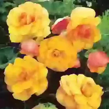 Picotee Yellow & Red